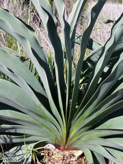 Boophone haemanthoides