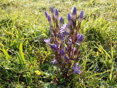 Gentianella praecox