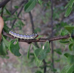 Loxostege albiceralis