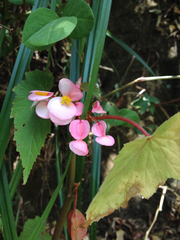Begonia dipetala