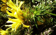 Cullumia carlinoides