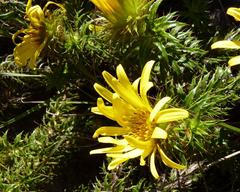 Cullumia carlinoides