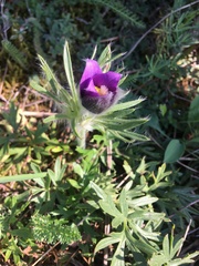 Pulsatilla grandis