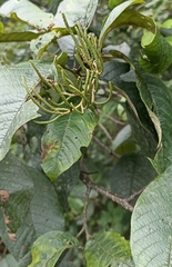 Alnus nepalensis