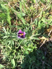 Pulsatilla grandis