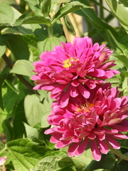 Zinnia elegans