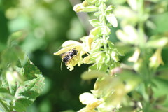 Megachile ligniseca