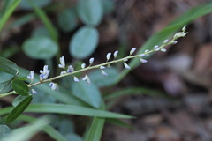 Grona heterocarpos angustifolia