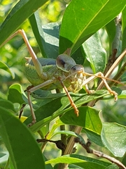 Ephippiger ephippiger