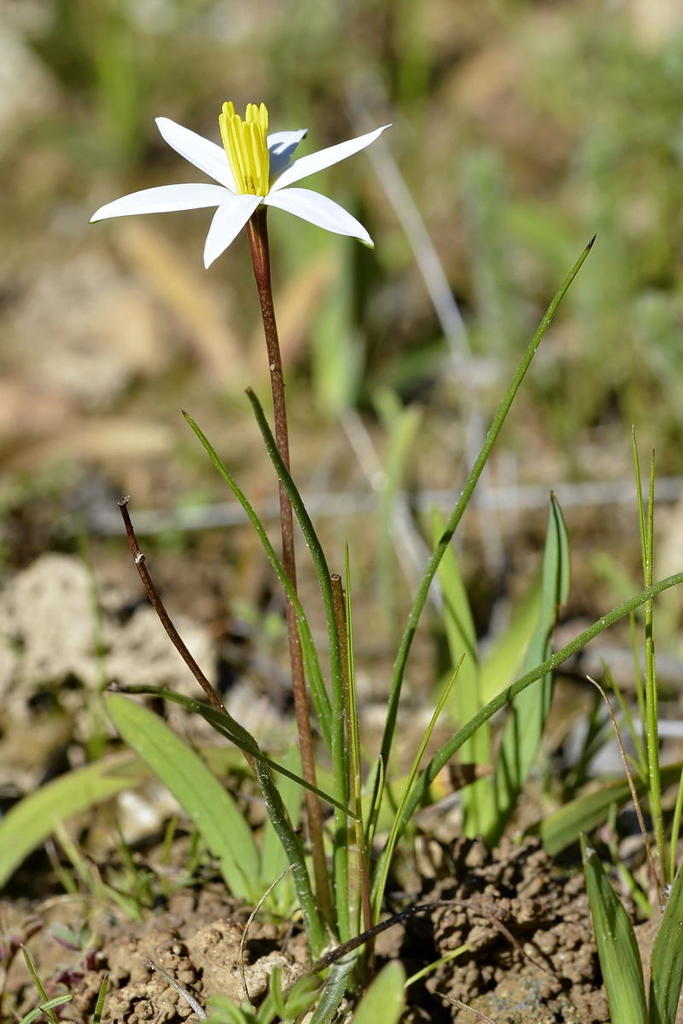 Gold Capestar Cape Bulbs 3 · Inaturalist