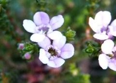 Euchaetis albertiniana