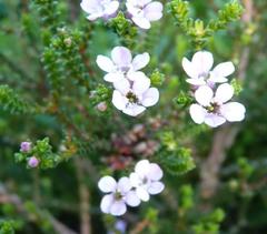 Euchaetis albertiniana