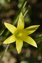 Romulea hirta