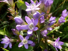 Gentianella praecox