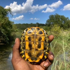 Nerodia rhombifer