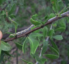 Loxostege albiceralis