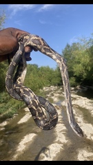 Pantherophis obsoletus