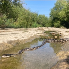 Pantherophis obsoletus