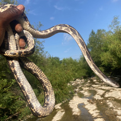Pantherophis obsoletus