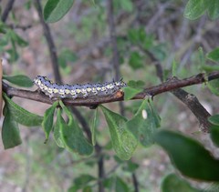 Loxostege albiceralis