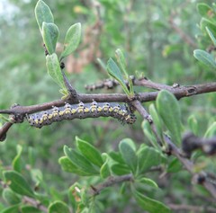 Loxostege albiceralis