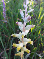 Lachenalia mutabilis