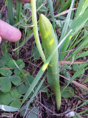 Lachenalia mutabilis