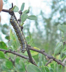 Loxostege albiceralis