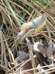 Ephippiger ephippiger