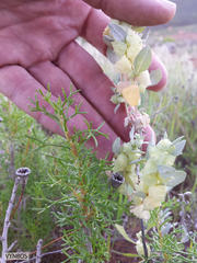 Atriplex lindleyi inflata