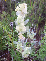 Atriplex lindleyi inflata