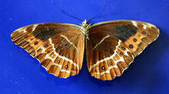 Oxeoschistus simplex