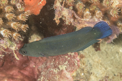 Pseudochromis fuscus