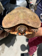 Rhinoclemmys pulcherrima pulcherrima