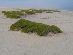 Tetraena clavata image