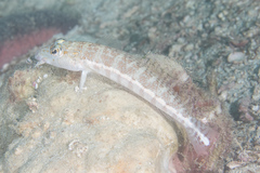 Parapercis xanthozona