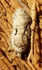 Agonopterix curvilineella