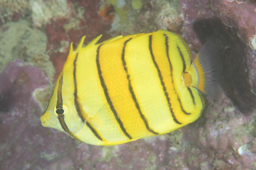 Chaetodon octofasciatus observed 2018-03-29