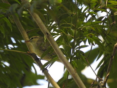Phylloscopus trochiloides