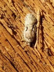 Agonopterix curvilineella