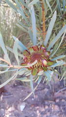 Protea acuminata