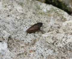 Aphrodinae