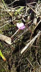 Oxalis stokoei