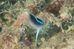 Chrysiptera rollandi