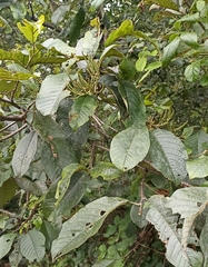 Alnus nepalensis