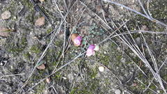 Oxalis stokoei