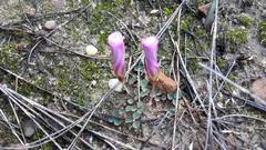 Oxalis stokoei