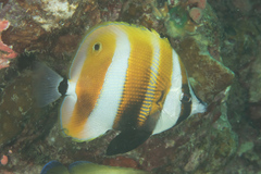 Coradion chrysozonus
