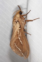 Abantiades argyrosticha