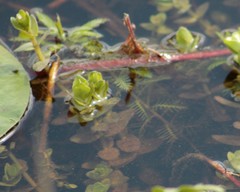 Proserpinaca pectinata
